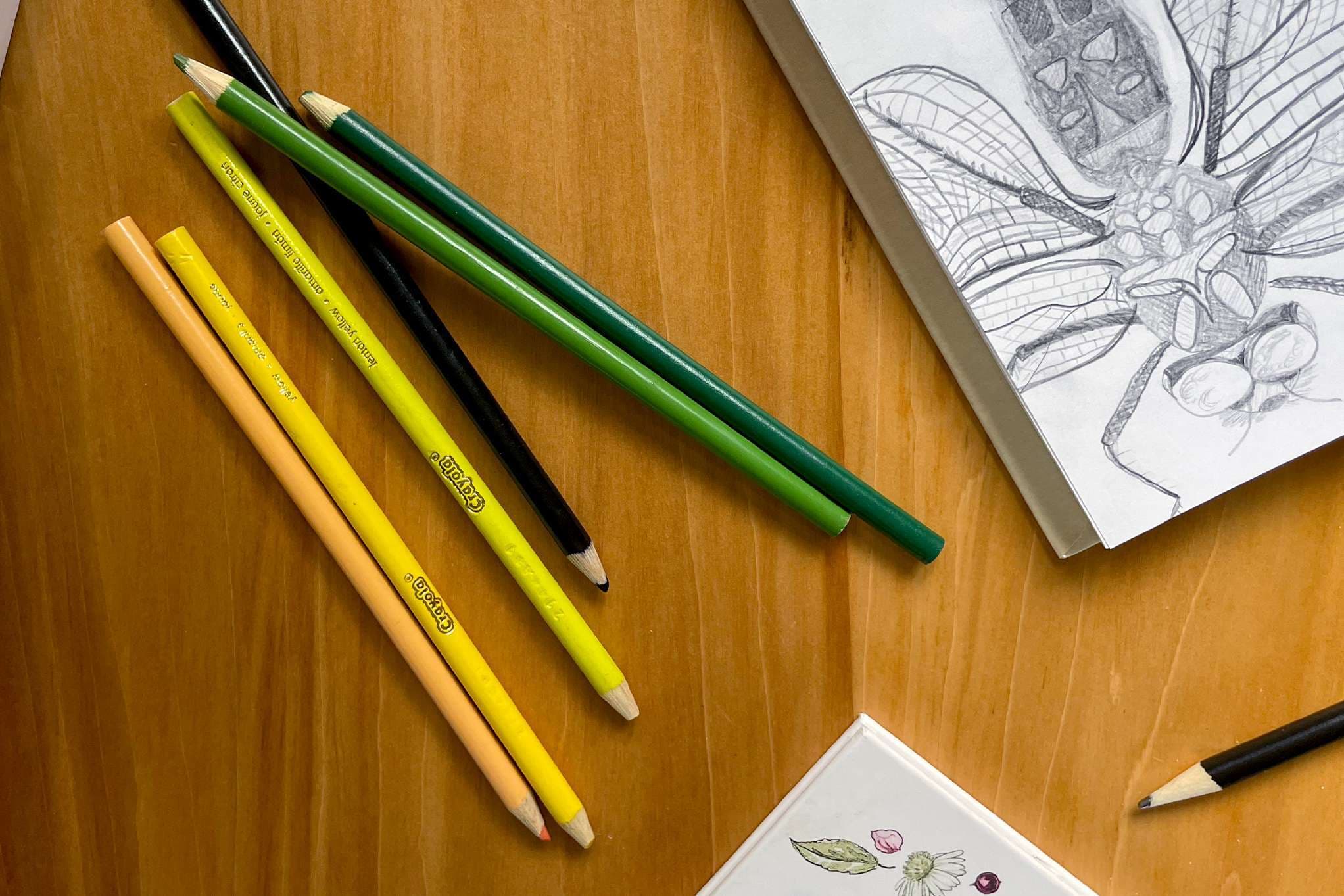 What my nature journal is teaching me