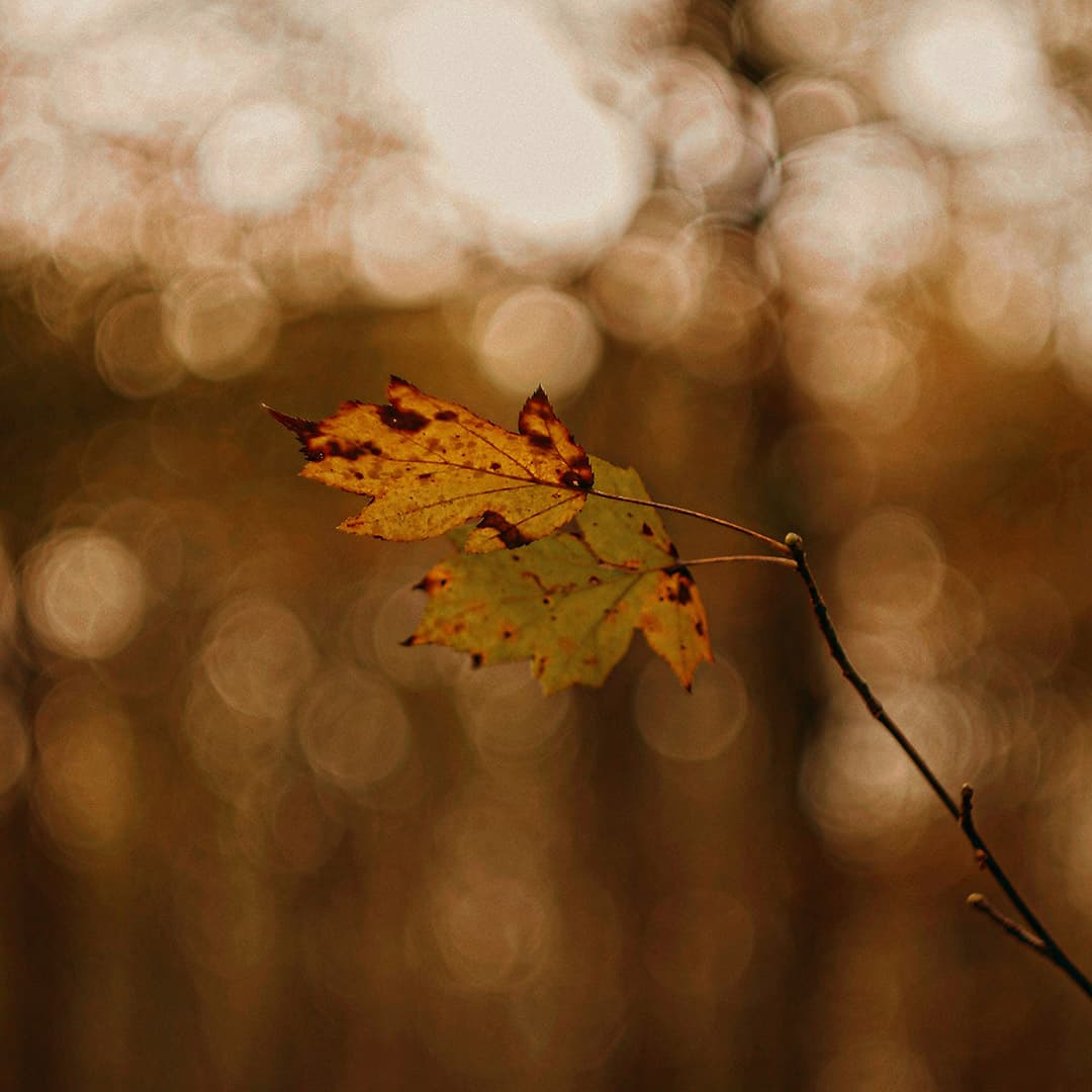 Psalm 22: Psalm of Grief