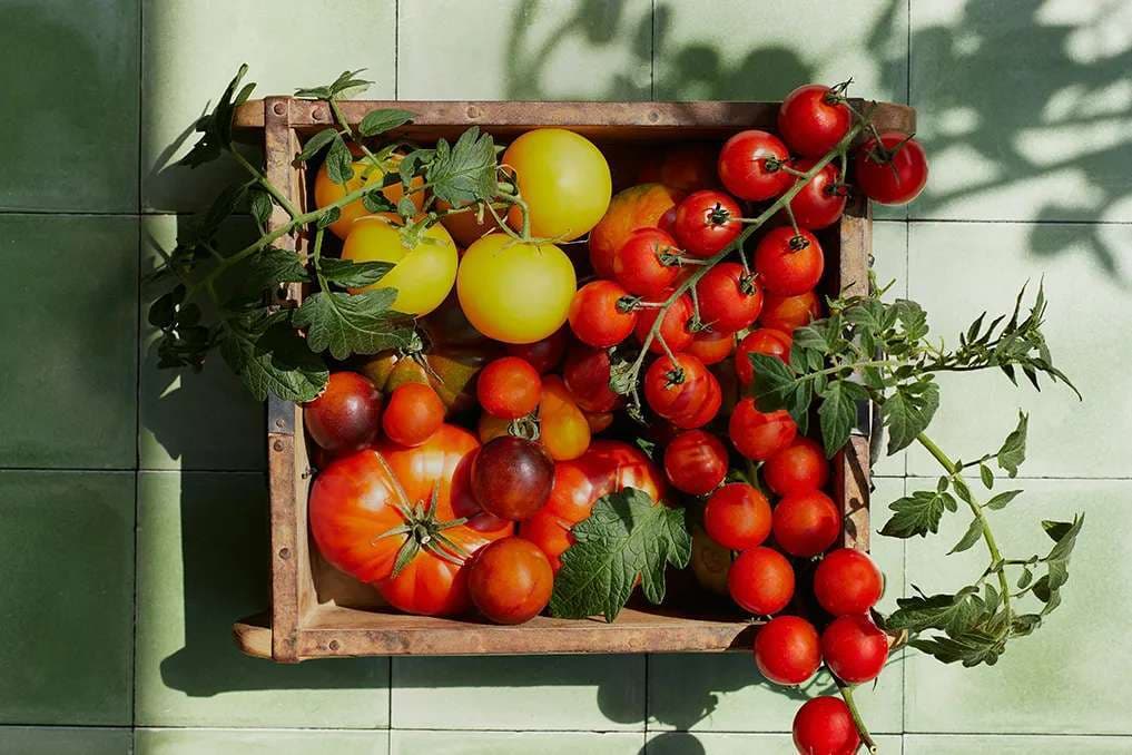 What to do with all that produce before it goes bad