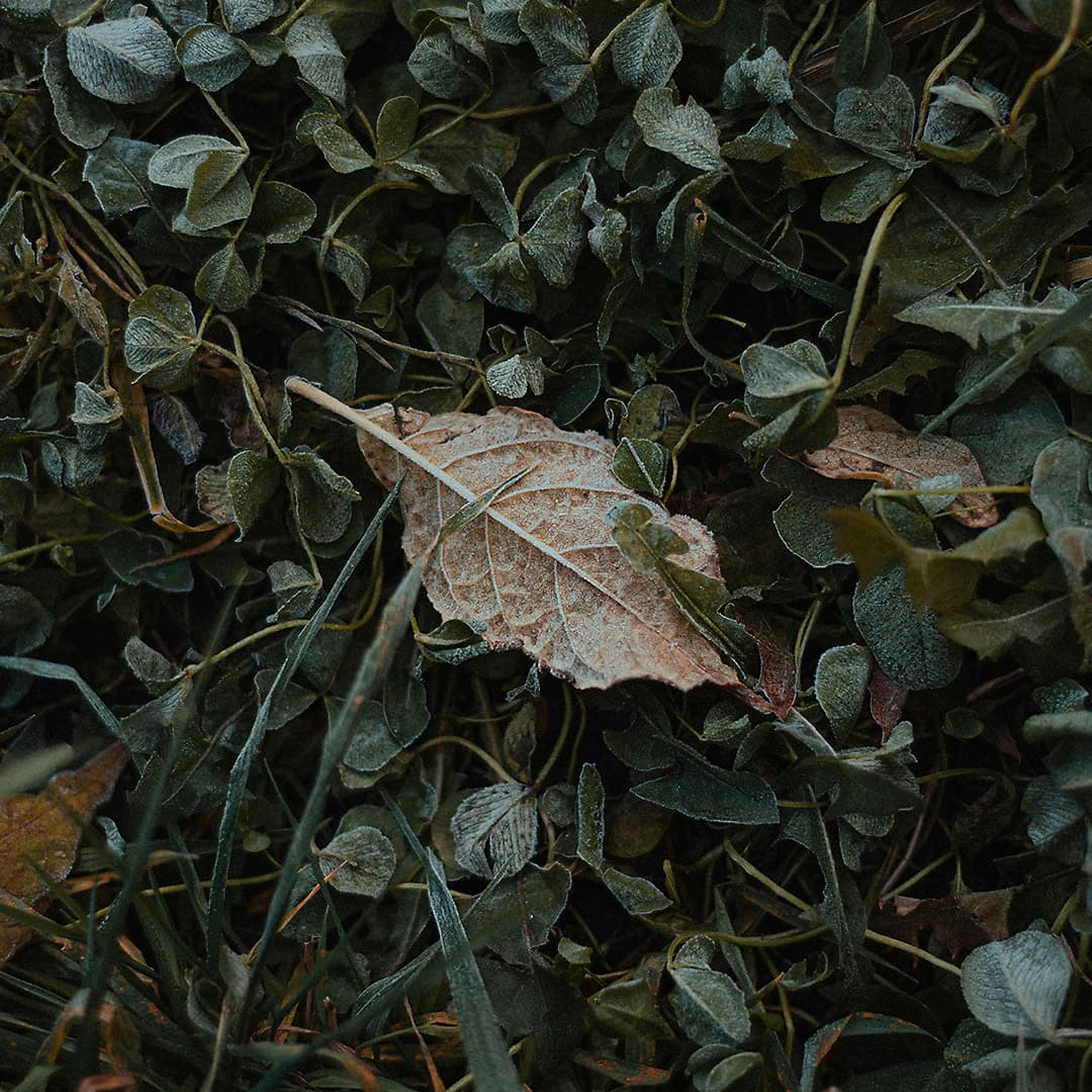 Psalm 5: Psalm of Grief