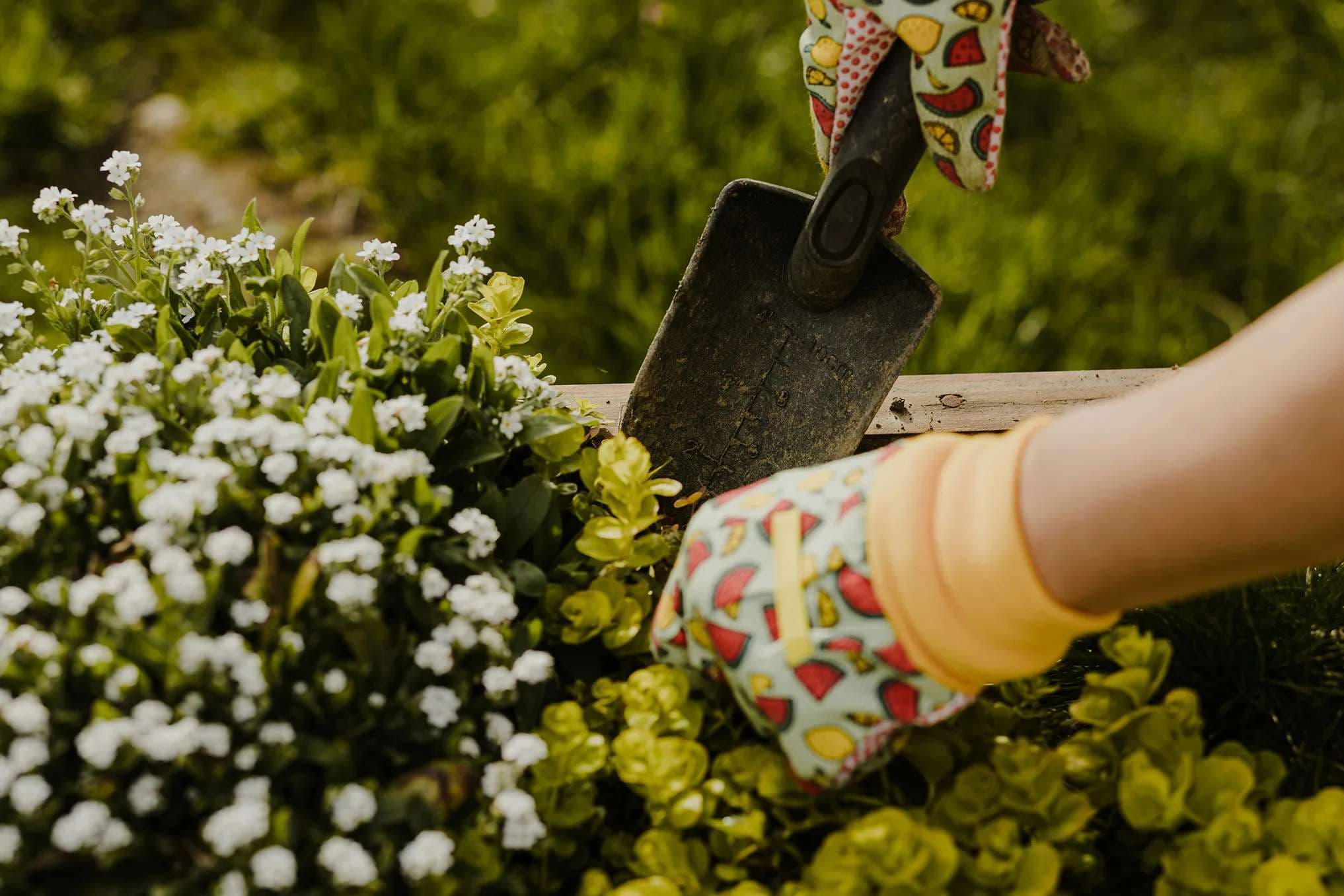 Gardening 101: An interview with a master gardener